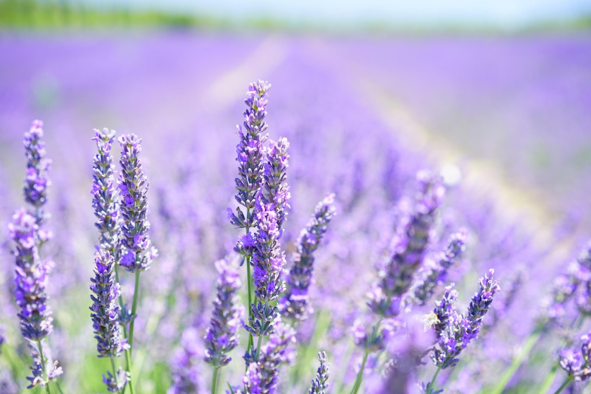 Lavendel-Spray/Öl im warmen Abendlicht auf Leinen; minimal, hochwertig